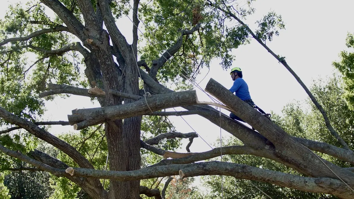 Professional Crown Thinning performed by certified arborists in Kidder