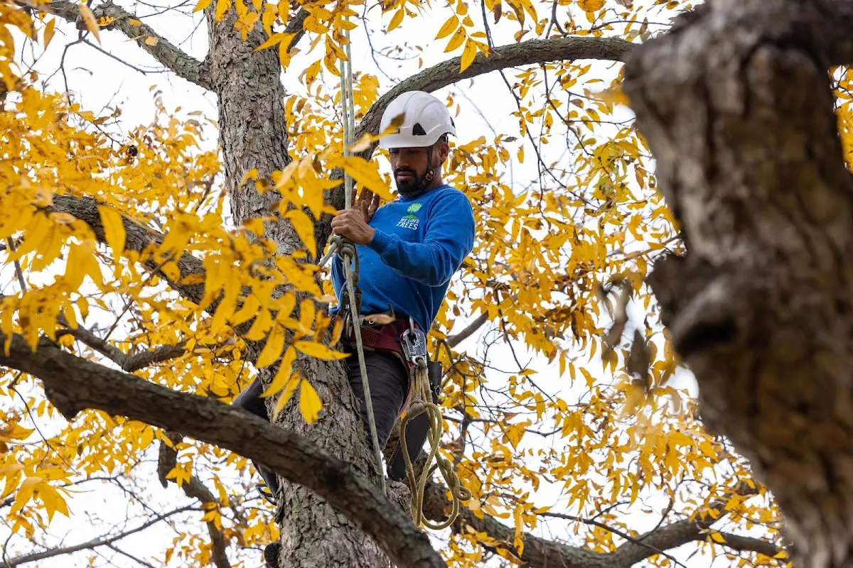 Skilled Tree Pruning crew working in Kidder